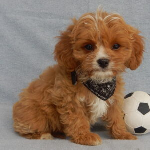 Paradise Puppy Love 