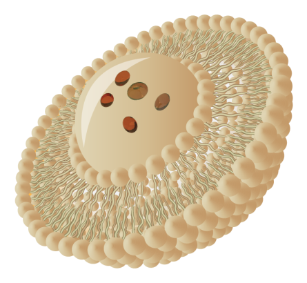 Bio Lipso