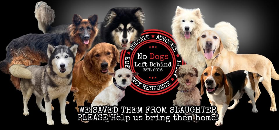 No Dogs  Left Behind