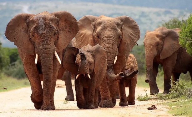 Tours and Safaris Kenya Expresso 