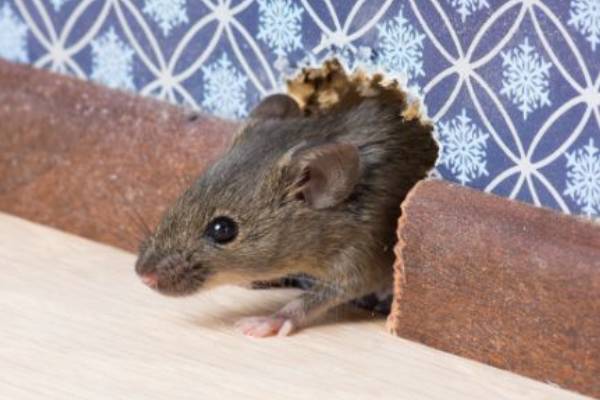 pestcontrol periwinkle