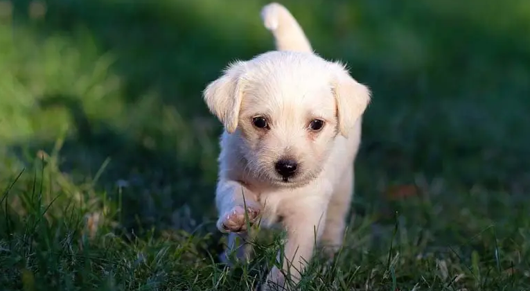 puppies master of