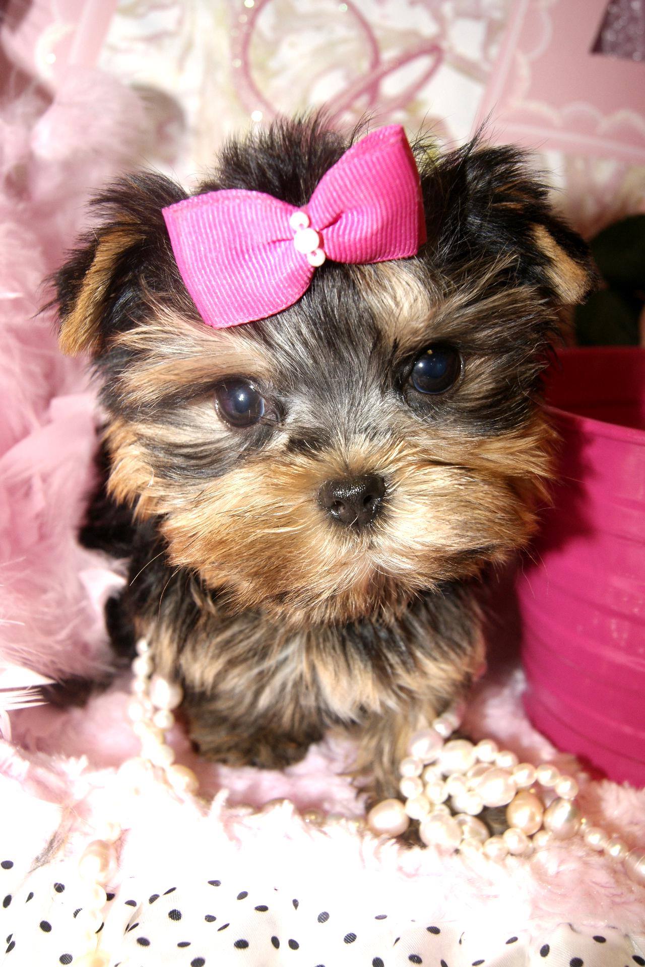 Babies Yorkie