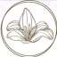 Lilies Lavish
