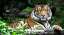 Resort Ranthambore Tiger