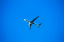 support airfare