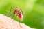 of Charlotte Mosquito Control 