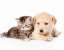 gomtinagar petstore