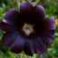 Petals Black