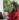 itishree sweta 