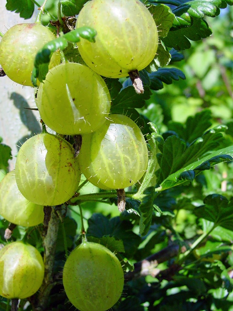 Gooseberry Juice: A Nutrient-Packed Elixir for Health and Vitality