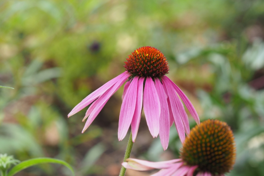 How to Grow Echinacea