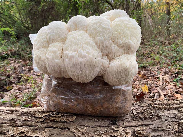 A Comprehensive Guide to Lion's Mane Mushroom Grow Kits