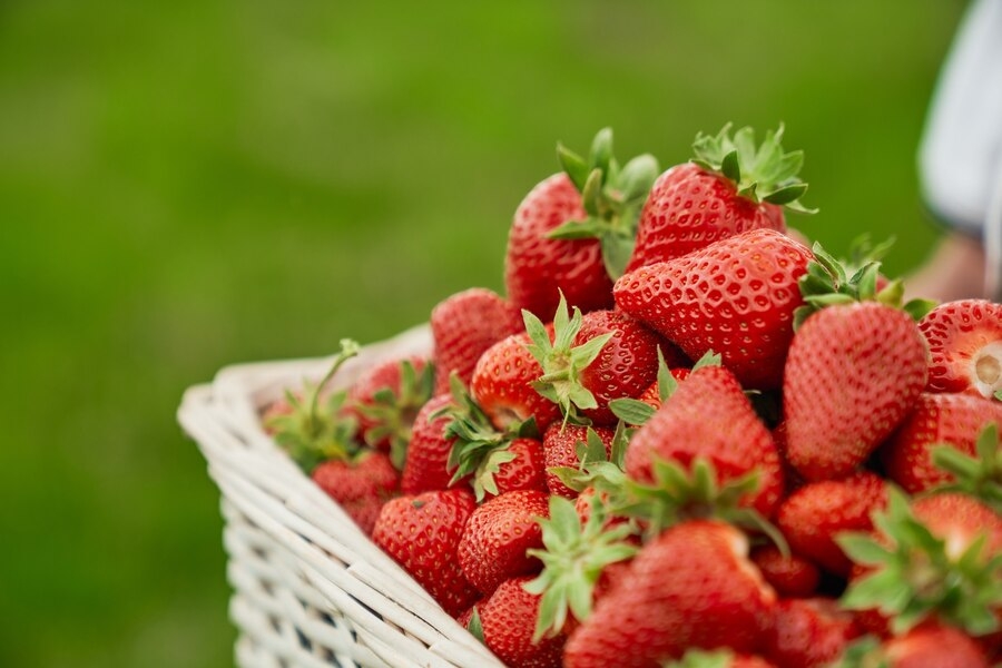 Growing Strawberries in Containers