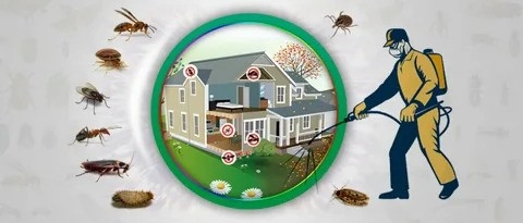 Exploring Homes and Businesses A Comprehensive Guide to Pest Control Services in Dubai and Abu Dhabi