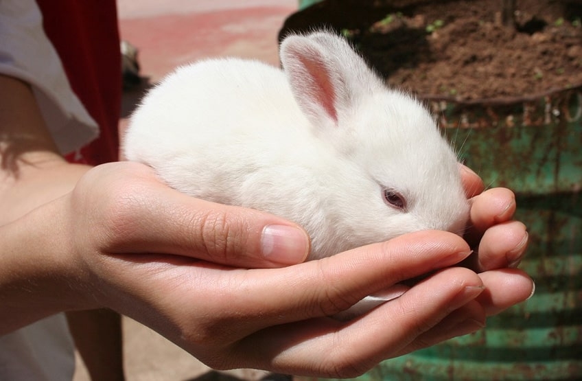 Litter Training an Aggressive Rabbit: Strategies for Success