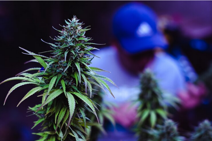Choosing the Right Cannabis Marketing Agency for Your Brand