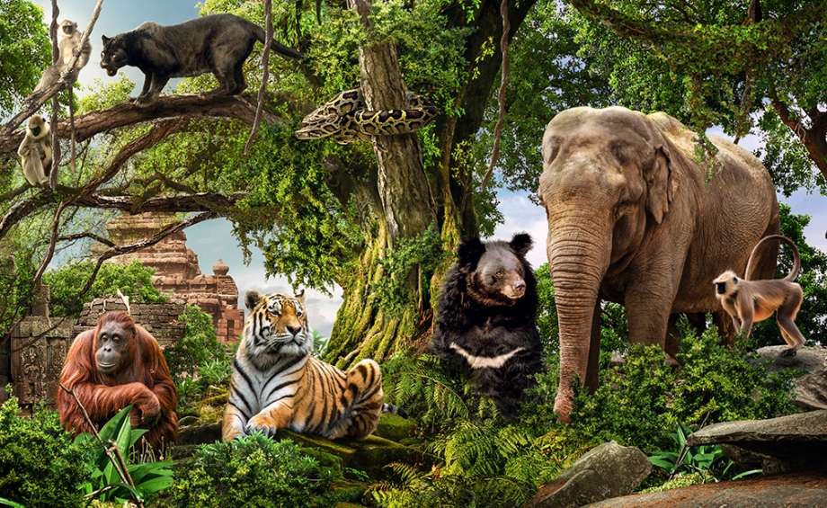 Unleashing Your Inner Mowgli: A Guide to the Ultimate Jungle Book Tour