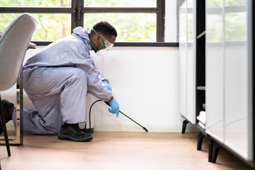 What to Look for When Hiring a Pest Control Professional