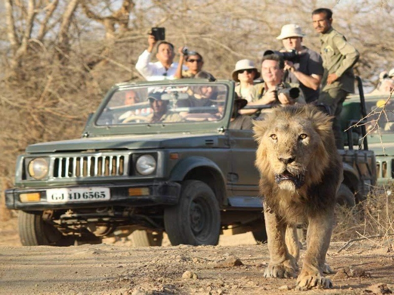 Exploring the Jungle Book: A Unique Wildlife Tour of India’s Forests