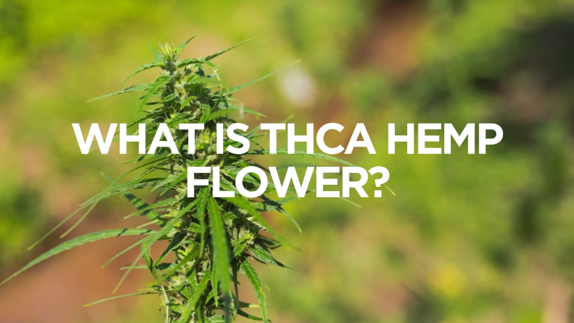 What is THCA Flower? A Beginner's Guide to This Non-Psychoactive Cannabis Option