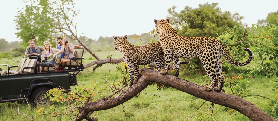 6 Must-See African Safari Parks for Luxury Travelers