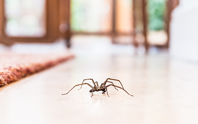 How to Get Rid of Spiders in Your Home