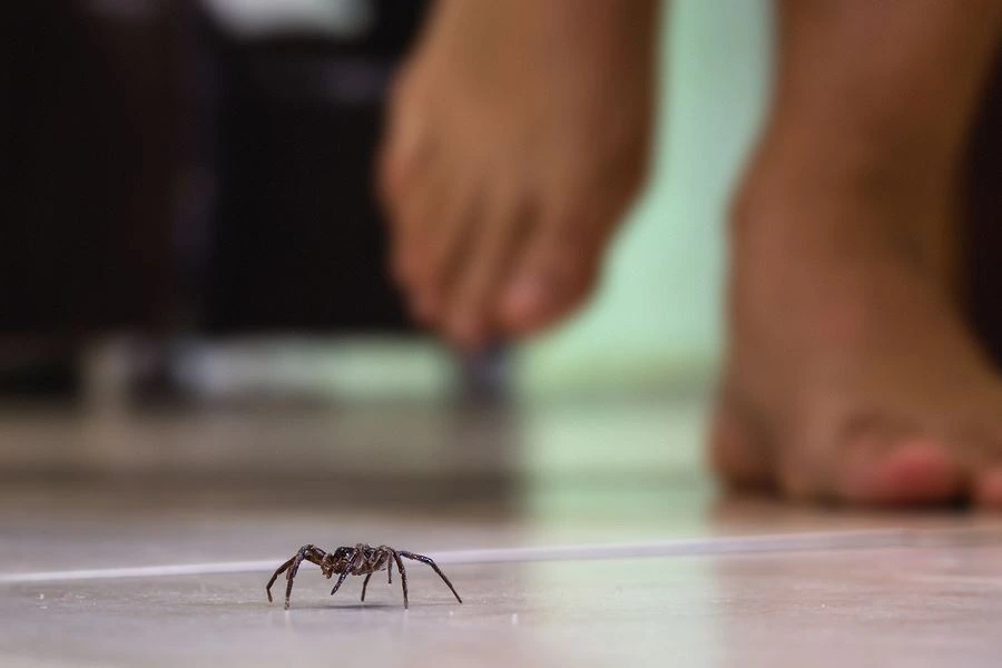 What Are Common Signs of a Spider Infestation?