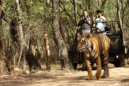 Why Tiger Safari India Should Be on Every Wildlife Lover's List