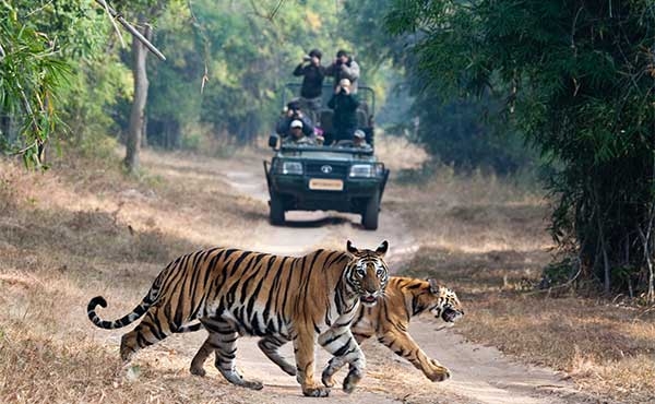 A Guide to India Wildlife Holidays: Discover Thrilling Tiger Safaris