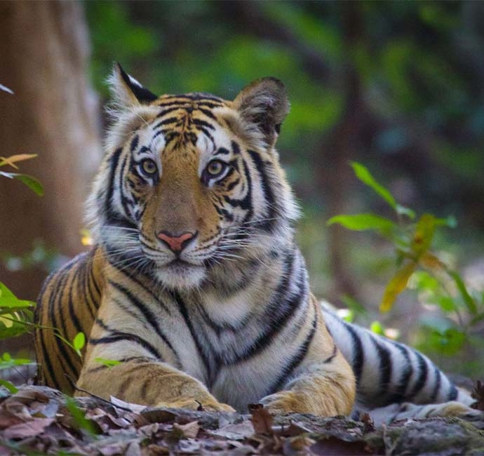 India Wildlife Holidays: How to Plan the Perfect Tiger Safari