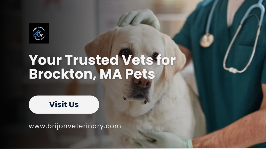 Brockton, MA Pet Owners Trust Our Experienced Vets for Compassionate Care