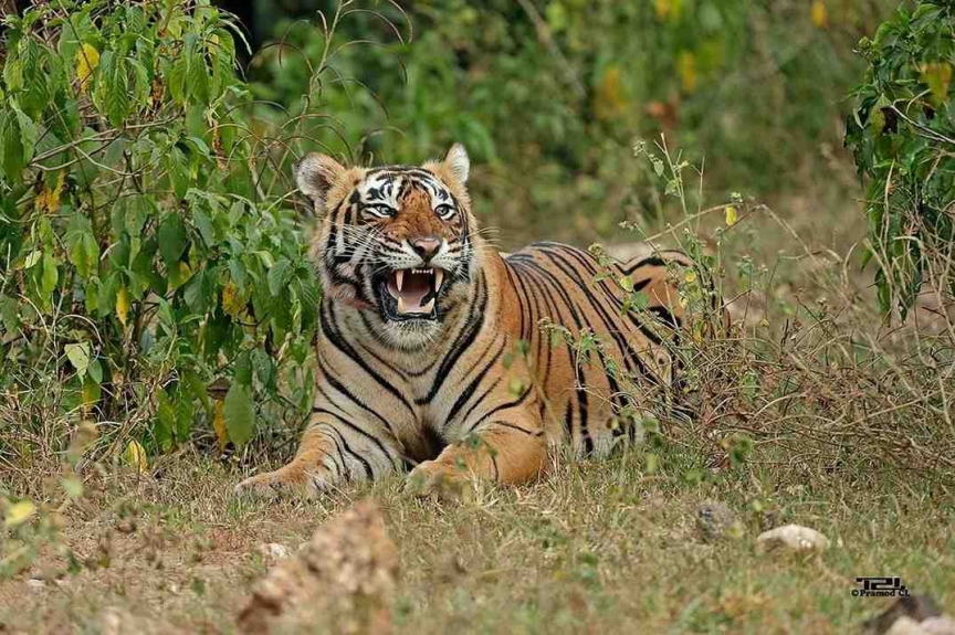 India Wildlife Holidays: Top 7 Tiger Safari Experiences