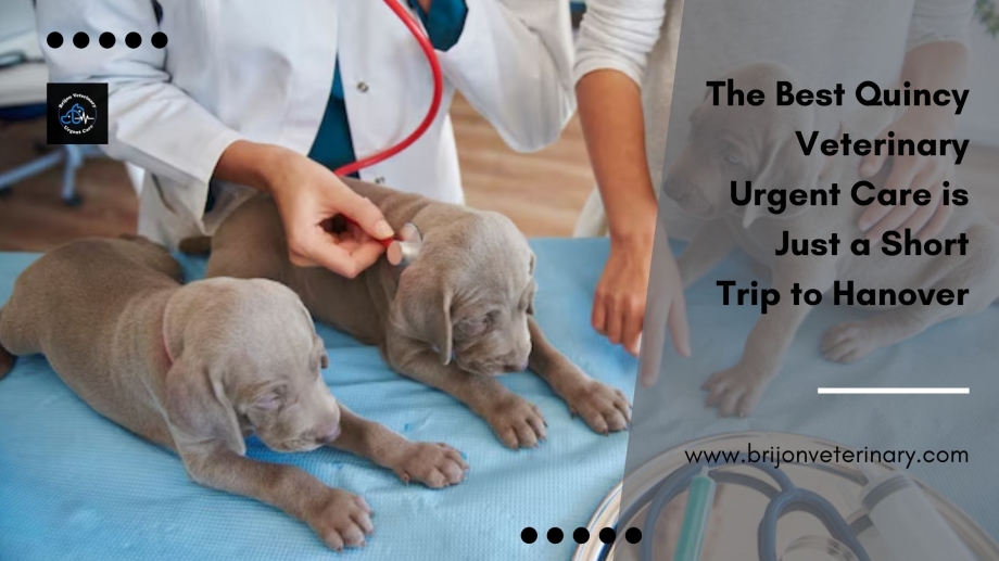 The Best Quincy Veterinary Urgent Care is Just a Short Trip to Hanover