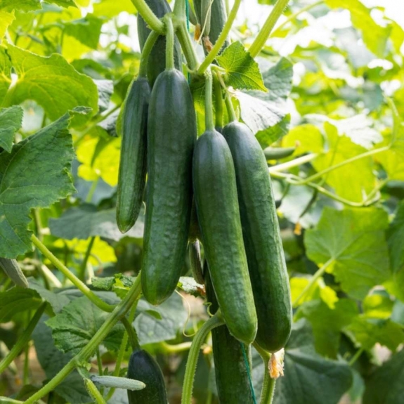 Cucumber Hybrid Seeds | Irisseeds Hybrid for High-Yield Farming