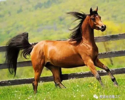 Cloned Horses Company - Sinogene Helps Horse Breeding