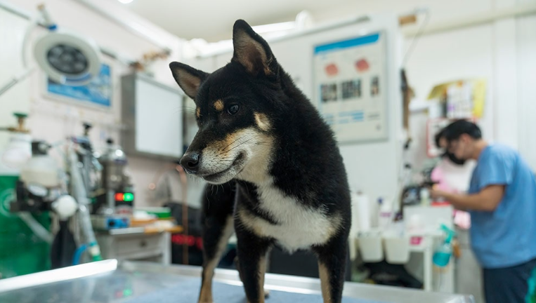 How Vet LIMS Can Improve Veterinary Workflow