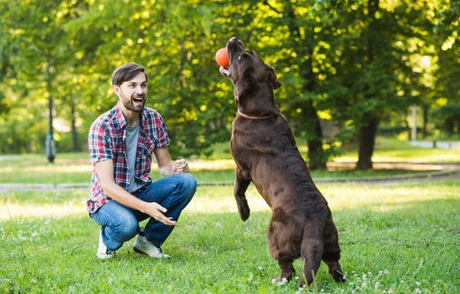 5 Simple Yet Powerful Ways to Keep Your Pet in Great Health