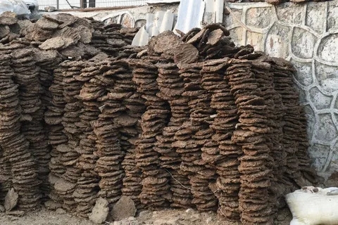 Cow Dung Market Growth Fueled by Organic Farming Demand
