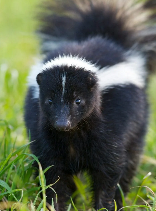 Expert Skunk and Rat Removal Services for a Safer Home