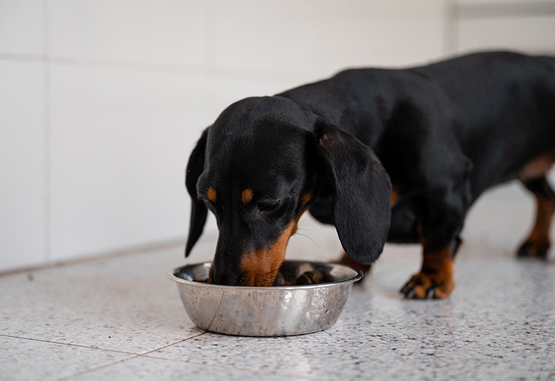 Raw v/s Cooked Meat for Dogs: Which is Better for Your Furry Friend?