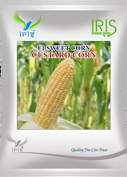 Buy F1 Sweet Corn Seeds Online – High-Yield Hybrid Sweet Corn Seeds India