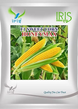 Grow a Bountiful Harvest with F1 Sweet Corn Seeds from IRIS Seeds