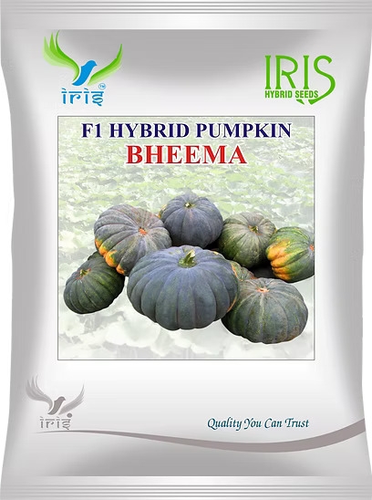 Arrival of F1 Sweet Corn Seeds: Premium Hybrid Sweet Corn for Your Garden