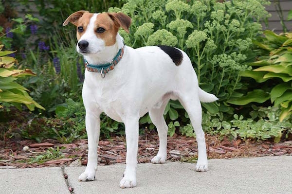 Tips for Finding Ethical Olde English Bulldogge Breeders Online