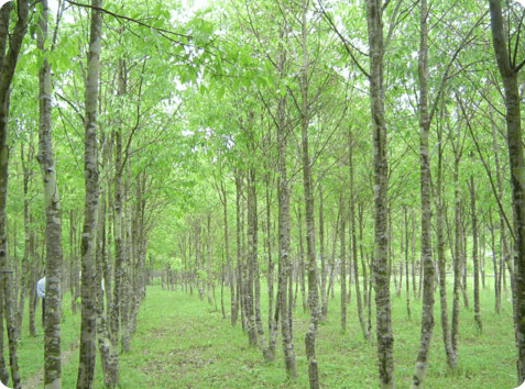 Unlocking Liquid Gold: What is the True Purpose of an Agarwood Tree?