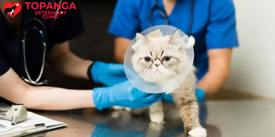 Your Guide To The Best Pet Wellness Clinic Near Chatsworth