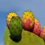 cactus benefits for health